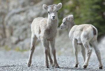 Steinschaf wildlife Kanada