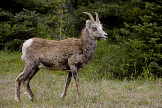 Steinschaf wildlife Kanada