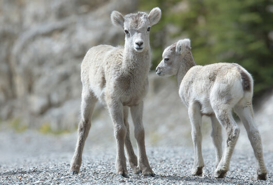 Steinschaf wildlife Kanada