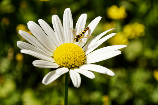 Belted syrphid on a daisy flower, Insect pollinator (Latin name : Episyrphus balteatus )