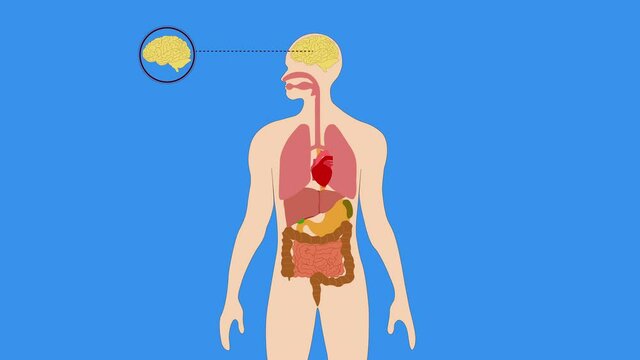 Animation of human organs internal diagram, Body of human internal organs, brain, heart, lungs, liver, stomach, intestine