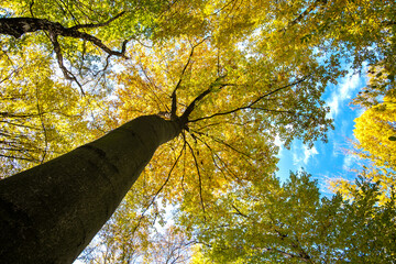 Obraz premium Perspective from down to up view of autumn forest with bright orange and yellow leaves. Dense woods with thick canopies in sunny fall weather.