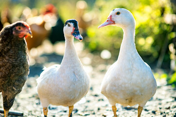 Ducks feed on traditional rural barnyard. Detail of a duck head. Close up of waterbird standing on barn yard. Free range poultry farming concept.
