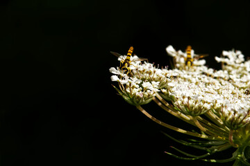 belted syrphid on a white flower ( latin : Episyrphus balteatus )
