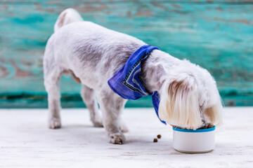 The Maltese eats delicious dog food
