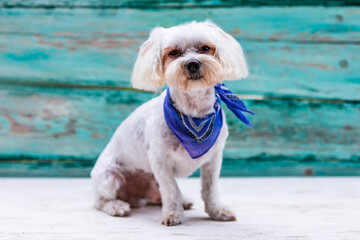 Portrait of a cute little Maltese dog.