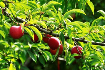 枝いっぱいのすもも