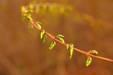 blooming yellow forsythia flower