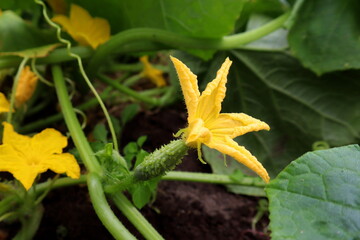 yellow flower on the green background