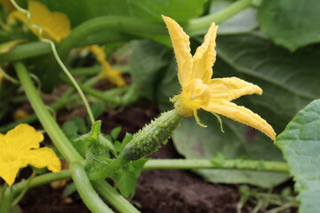 cucumber in the garden