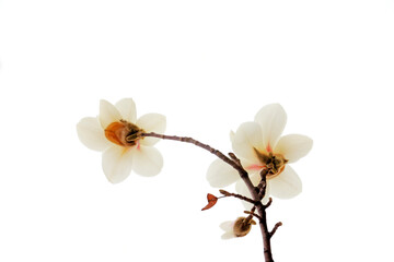 Magnolia flower in a white background