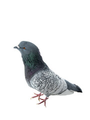  pigeon Isolated on a white background.
