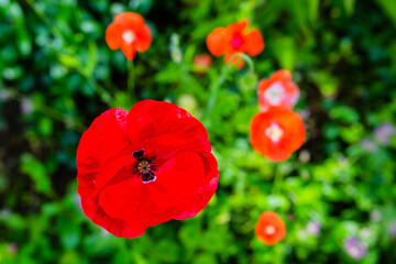 Blooming red poppies in a flower garden.
