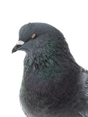 portrait of a dove with closed eyes isolated on white background