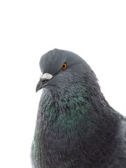 Portrait of a pigeon Isolated on a white background.