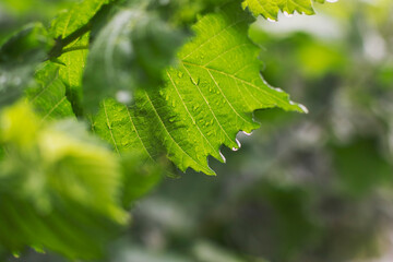 Green transparent leaf in the sun after rain with large drops in the city garden. Perennial plants to decorate the garden.