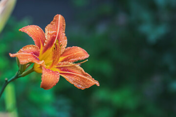 Beautiful lily flower after rain with wet petals in a city garden. Perennial plants to decorate the garden.