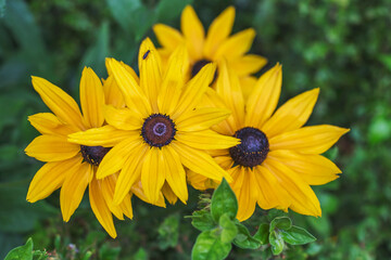 Beautiful rudbeckia flower after rain with wet petals in a city garden. Perennial plants to decorate the garden.