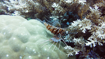 Lionfish and underwater scenery. Tropical reef marine. Colourful underwater seascape. Leyte, Philippines.