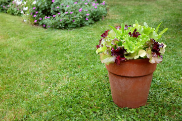 Fototapeta na wymiar Flower pot of mixed lettuce plants, red and green salad leaves