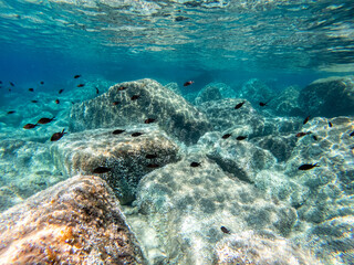 turquoise seabed. marine life under water. clear water of the ligurian sea. large stones at the bottom of the sea