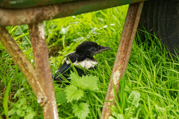 Little wild magpie fallen from the nest in the grass looking for its parents
