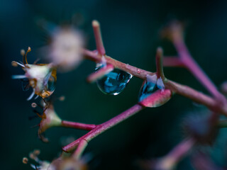 Close up of a tree branch