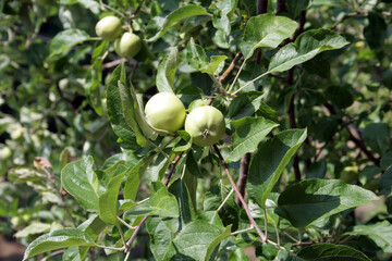 apple tree