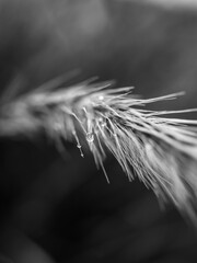 Close up of fountain grass