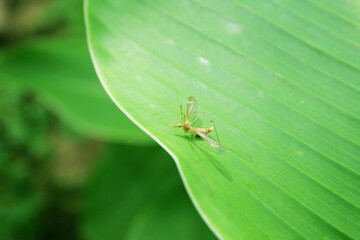 leaf