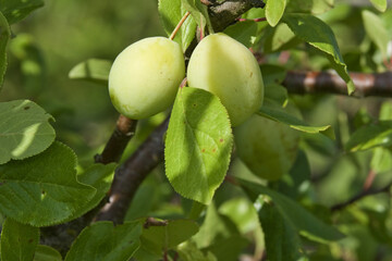 Prunes d'Ente non mûr