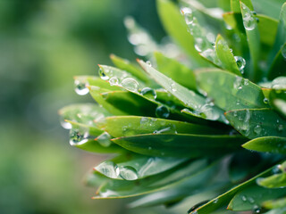 green leaf with water drops
