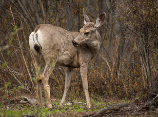Maultierhirsch wildlife Kanada