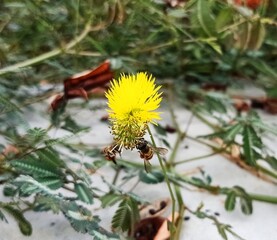 2 bees on the yellow flower of Neptunia plena.