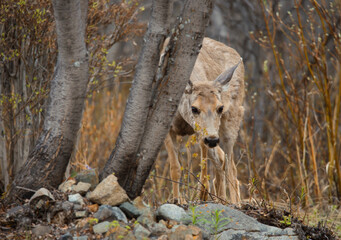 Maultierhirsch wildlife Kanada