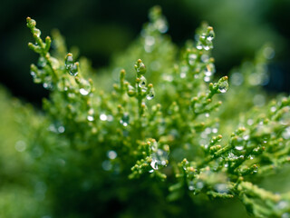 green leaves with dew drops