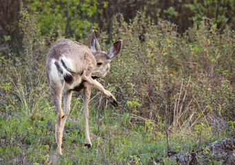 Maultierhirsch wildlife Kanada