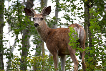 Maultierhirsch wildlife Kanada