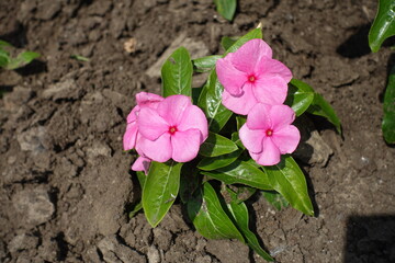 3 pink flowers of Catharanthus roseus in May
