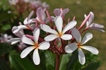Fototapeta premium Nature, Plants, Flowers, Greenery, Sky, Sun, Freedom