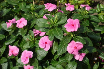 Green foliage and pink flowers of Catharanthus roseus in mid September