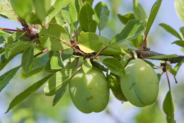 Prunes d'Ente pas mûr