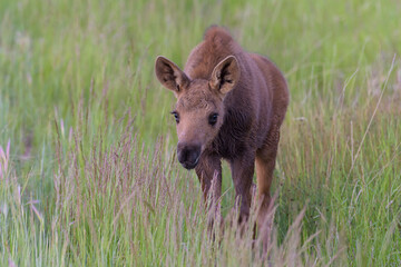 Moose Calf in Tall Grass. Shiras Moose in Colorado. Shiras are the smallest species of Moose in North America