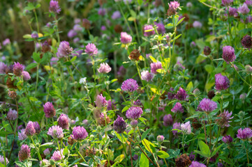 the red clover plant, close-up macro