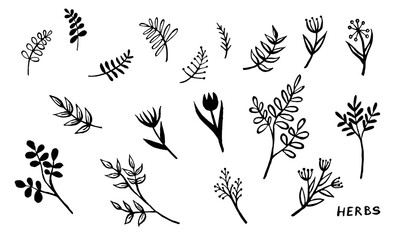 Hand drawn vector collection of herbs. Doodle floral element. Spring and summer symbol. Contour otline drawing of simple black twigs and flowers