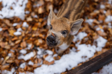 Portrait of funny baby pig (Central European wild boar)
