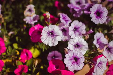 pink and purple petunias? background with flowers on a sunny day