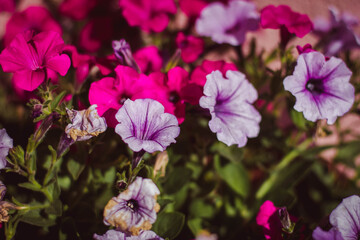 Fototapeta premium pink and purple petunias? background with flowers on a sunny day