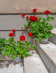 Fototapeta na wymiar vibrant red geranium flowers on marble stairs closeup, space for text