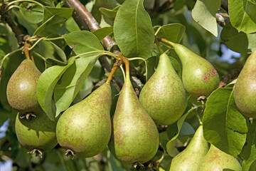 Poires verte